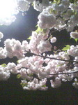 090420_2236~02.JPG