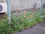 090508_1240~01.JPG