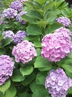 140625_1228~01.jpg