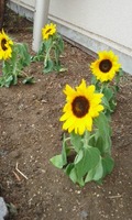 170609_1515~01.jpg