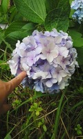 170626_1443~01.jpg