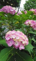 180528_0915~01.jpg