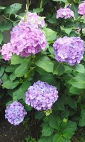 180616_1518~02.jpg