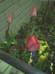 2009040402.JPG