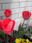 2009040403.JPG