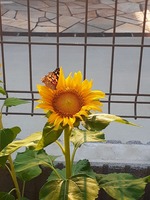 20190801_163400.jpg