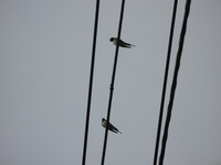 IMG_3381_1.jpg