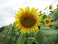 IMG_4226.JPG