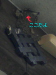 PA0_0086.JPG