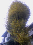 PA0_0116.JPG