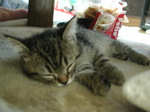 neko1.jpg