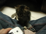 neko3.jpg