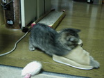 neko4.jpg