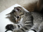 neko6.jpg