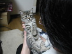 neko8.jpg